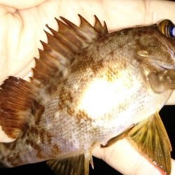 ガシラの魚影濃い